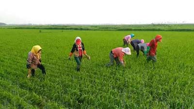 吉林大米富硒大米(东北富硒大米)-硒宝网