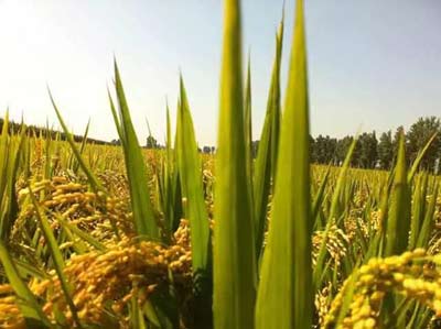 吉林大米富硒大米(东北富硒大米)-硒宝网