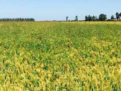 吉林大米富硒大米(东北富硒大米)-硒宝网