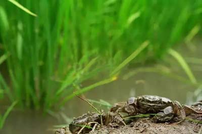 吉林大米富硒大米(东北富硒大米)-硒宝网