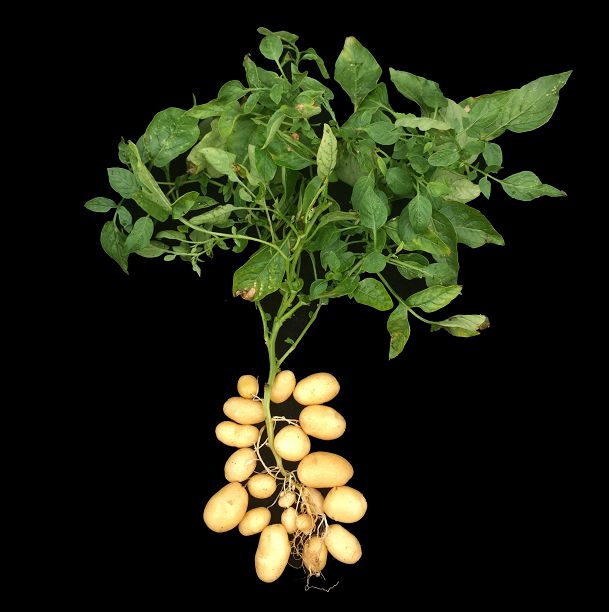 浦北县富硒大米厂（普阳富硒大米）-硒宝网