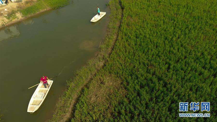 富硒大米喷洒硒肥(大米喷洒肥富硒硒粉的作用)-硒宝网