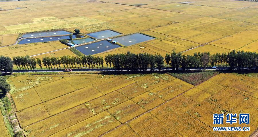 富硒大米喷洒硒肥(大米喷洒肥富硒硒粉的作用)-硒宝网