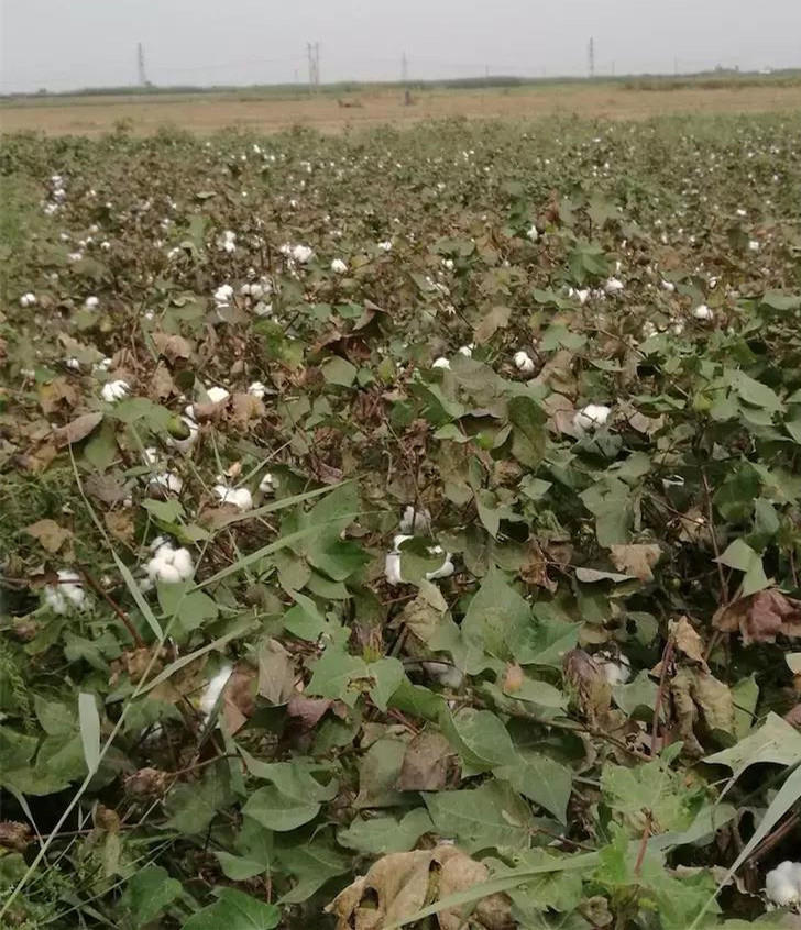 酵素大米富硒大米（大米酵素富硒的功效）-硒宝网