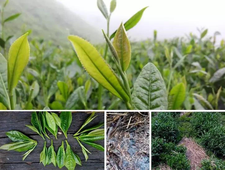 酵素大米富硒大米（大米酵素富硒的功效）-硒宝网