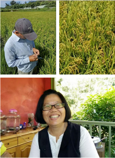 酵素大米富硒大米（大米酵素富硒的功效）-硒宝网