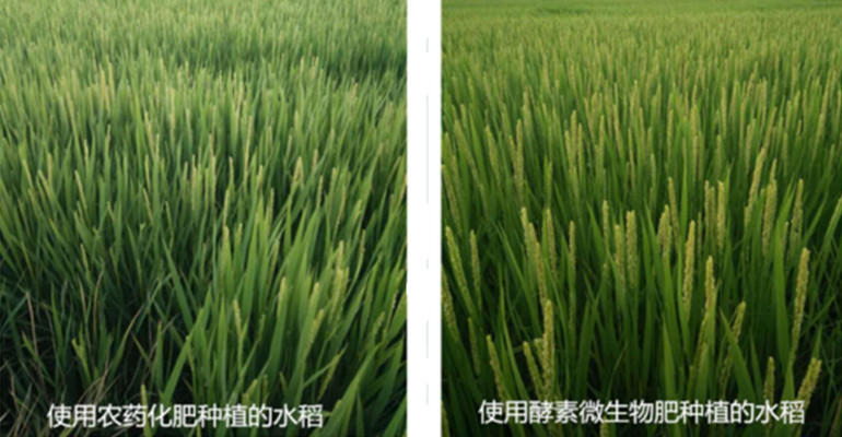 酵素大米富硒大米（大米酵素富硒的功效）-硒宝网