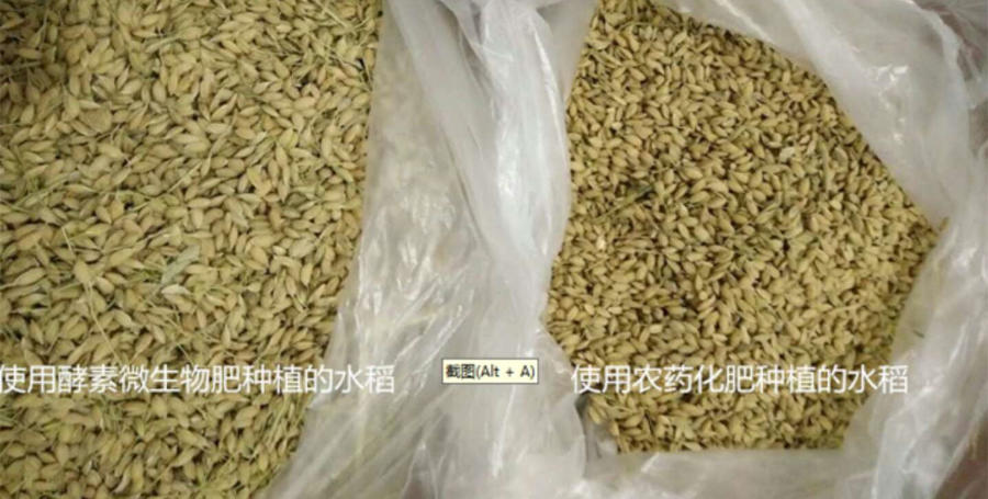 酵素大米富硒大米（大米酵素富硒的功效）-硒宝网