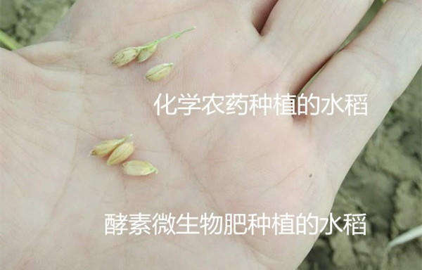 酵素大米富硒大米（大米酵素富硒的功效）-硒宝网