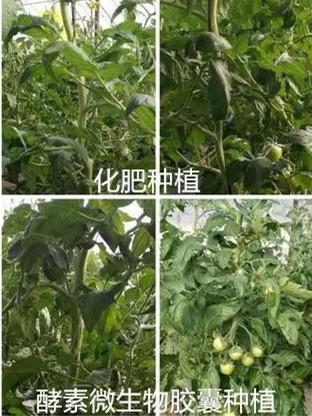 酵素大米富硒大米（大米酵素富硒的功效）-硒宝网