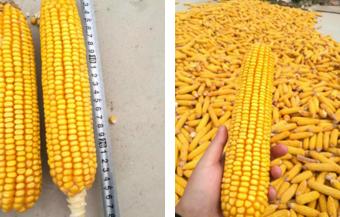 酵素大米富硒大米（大米酵素富硒的功效）-硒宝网