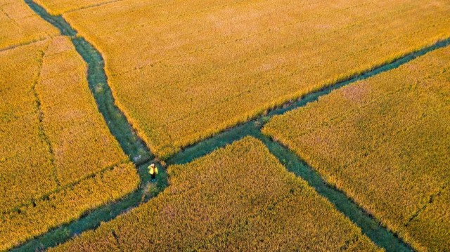 硒谷科技富硒大米（硒谷米业）-硒宝网