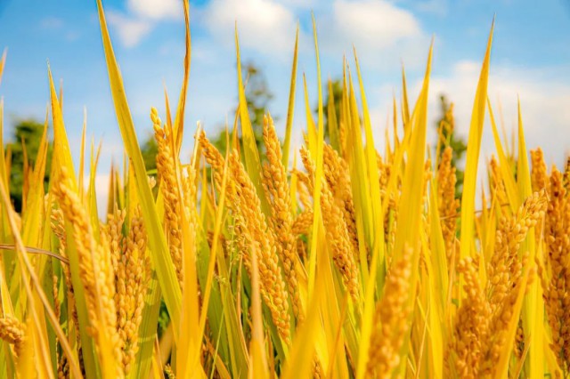 硒谷科技富硒大米（硒谷米业）-硒宝网