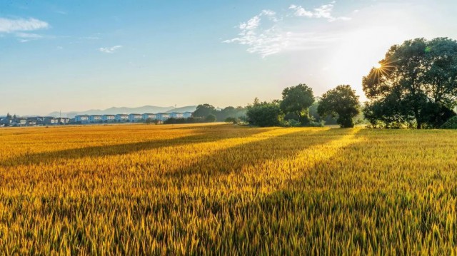 硒谷科技富硒大米（硒谷米业）-硒宝网