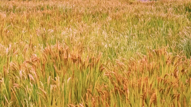 硒谷科技富硒大米（硒谷米业）-硒宝网