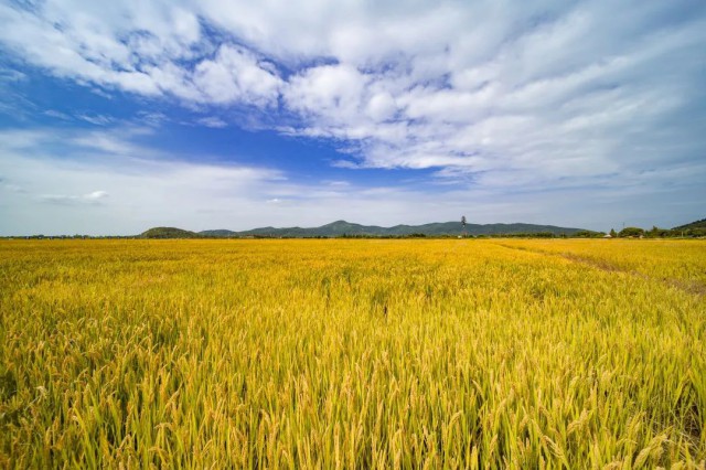 硒谷科技富硒大米（硒谷米业）-硒宝网