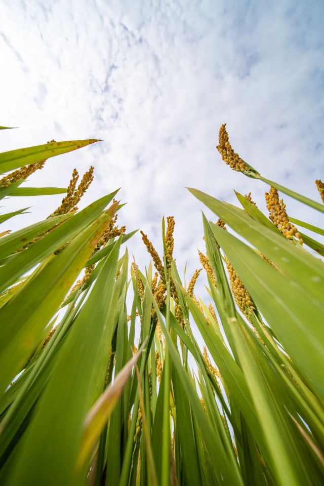 硒谷科技富硒大米（硒谷米业）-硒宝网