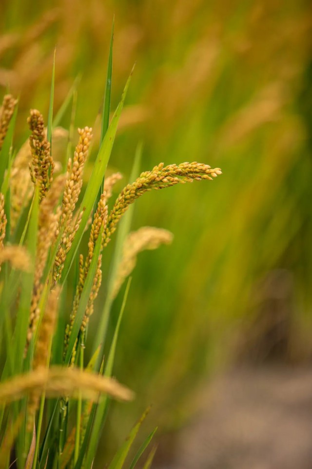 硒谷科技富硒大米（硒谷米业）-硒宝网