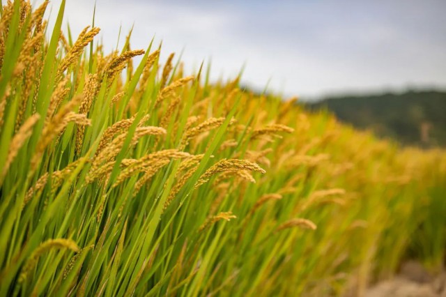 硒谷科技富硒大米（硒谷米业）-硒宝网