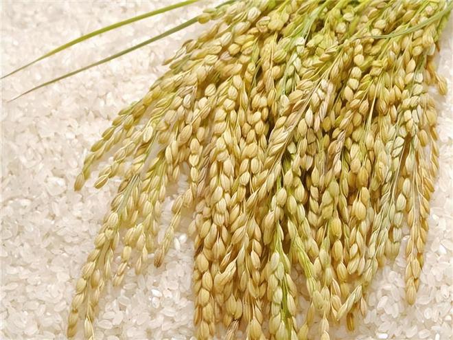 富硒大米2022(大米富硒含量国家标准)-硒宝网