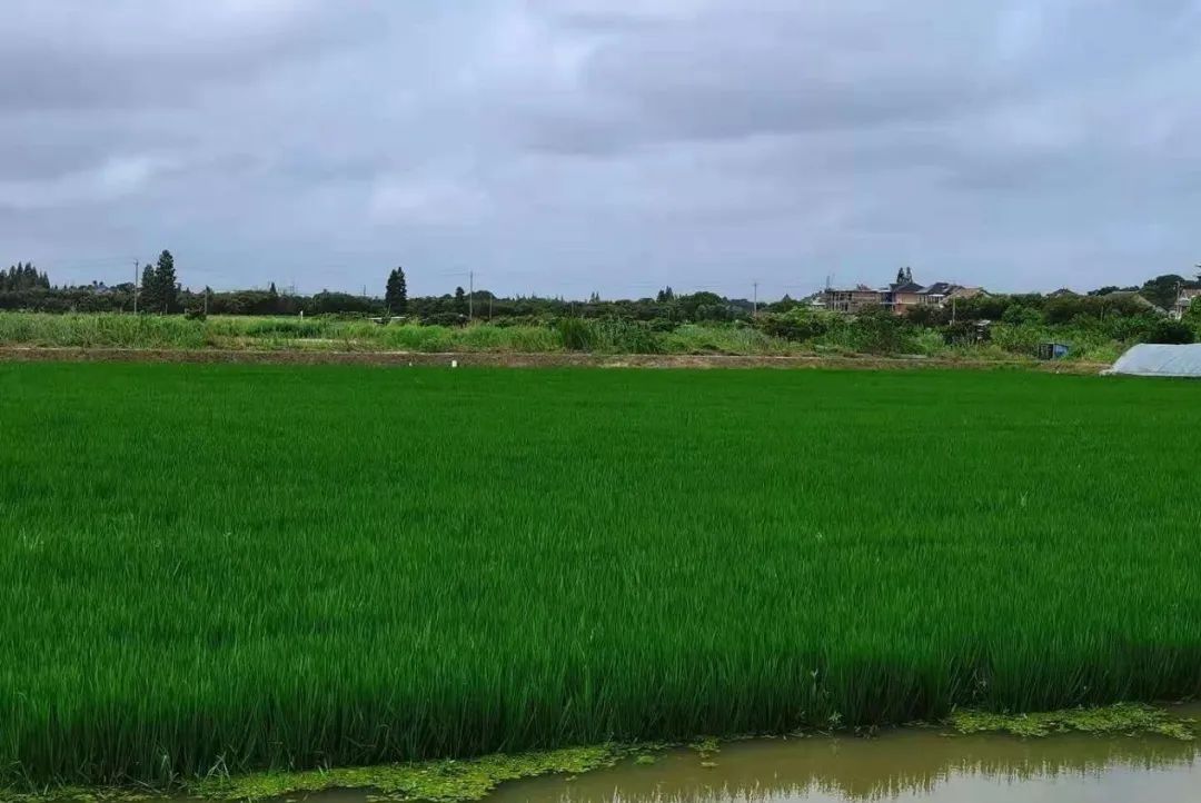 富硒大米含硒多少（大米含硒有什么好处）-硒宝网