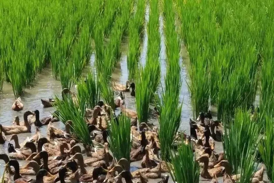 富硒大米含硒多少（大米含硒有什么好处）-硒宝网