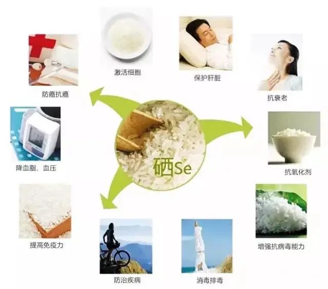 富硒大米含硒多少（大米含硒有什么好处）-硒宝网