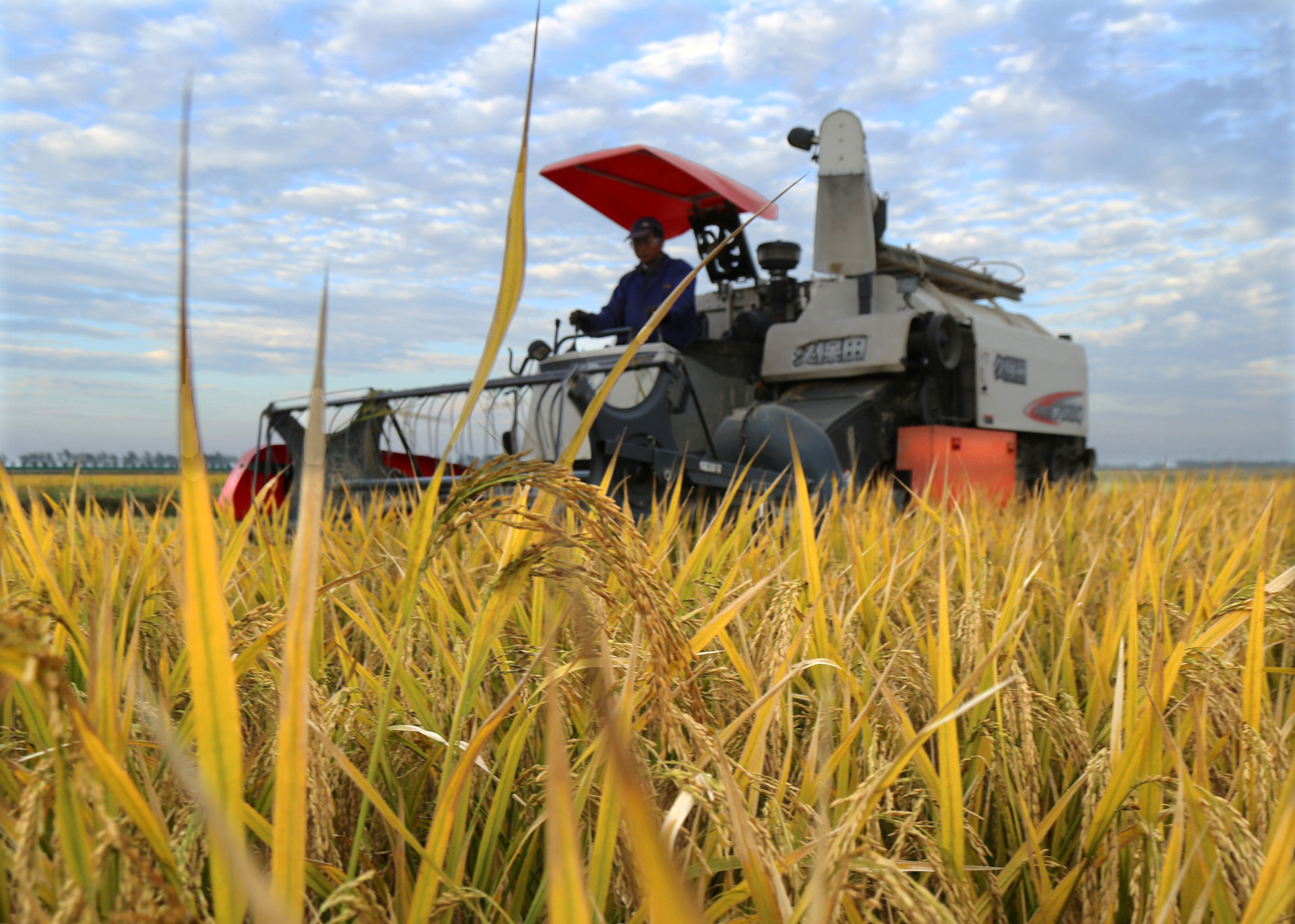 硒谷科技富硒大米（富硒大米市场前景）-硒宝网