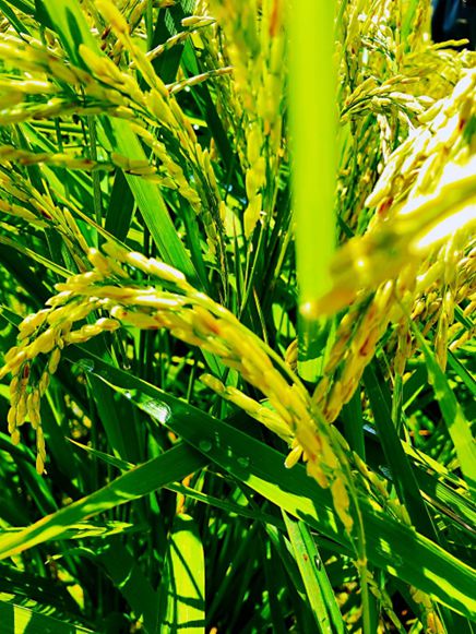 富硒大米logo(大米富硒标准是多少)-硒宝网