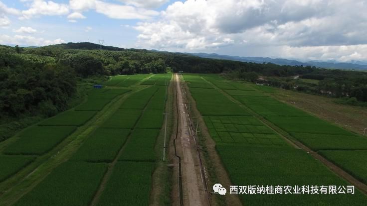 富硒大米是打硒吗(富硒的大米)-硒宝网