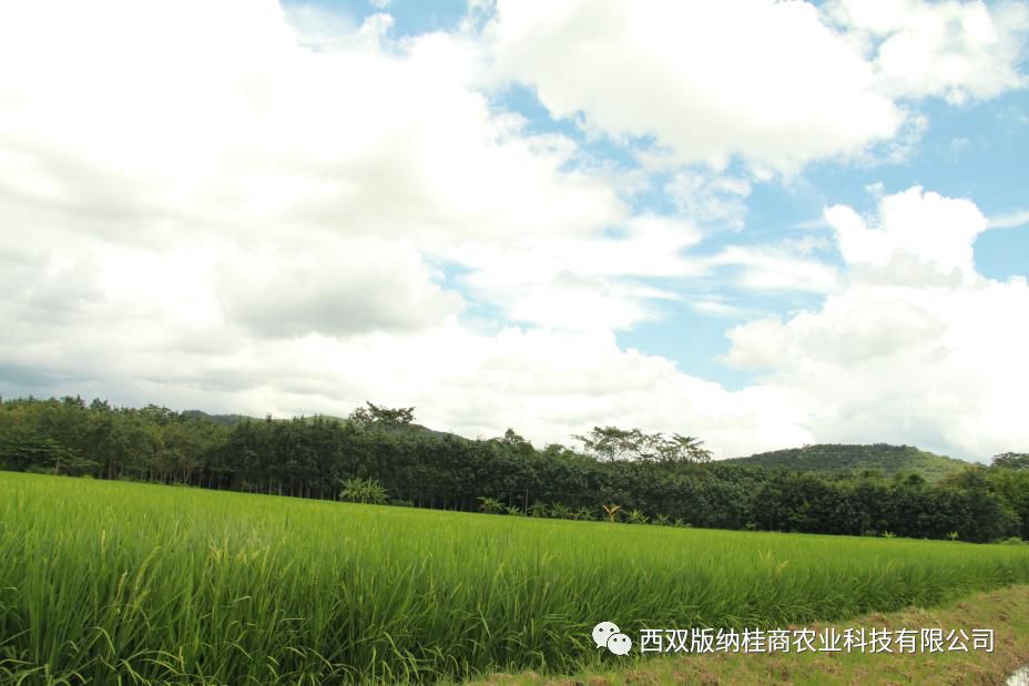 富硒大米是打硒吗(富硒的大米)-硒宝网