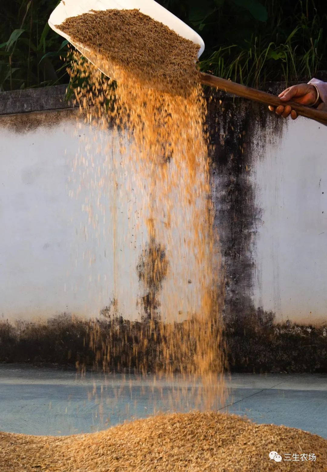 富硒大米产自哪里（富硒大米中含有的主要营养素是）-硒宝网