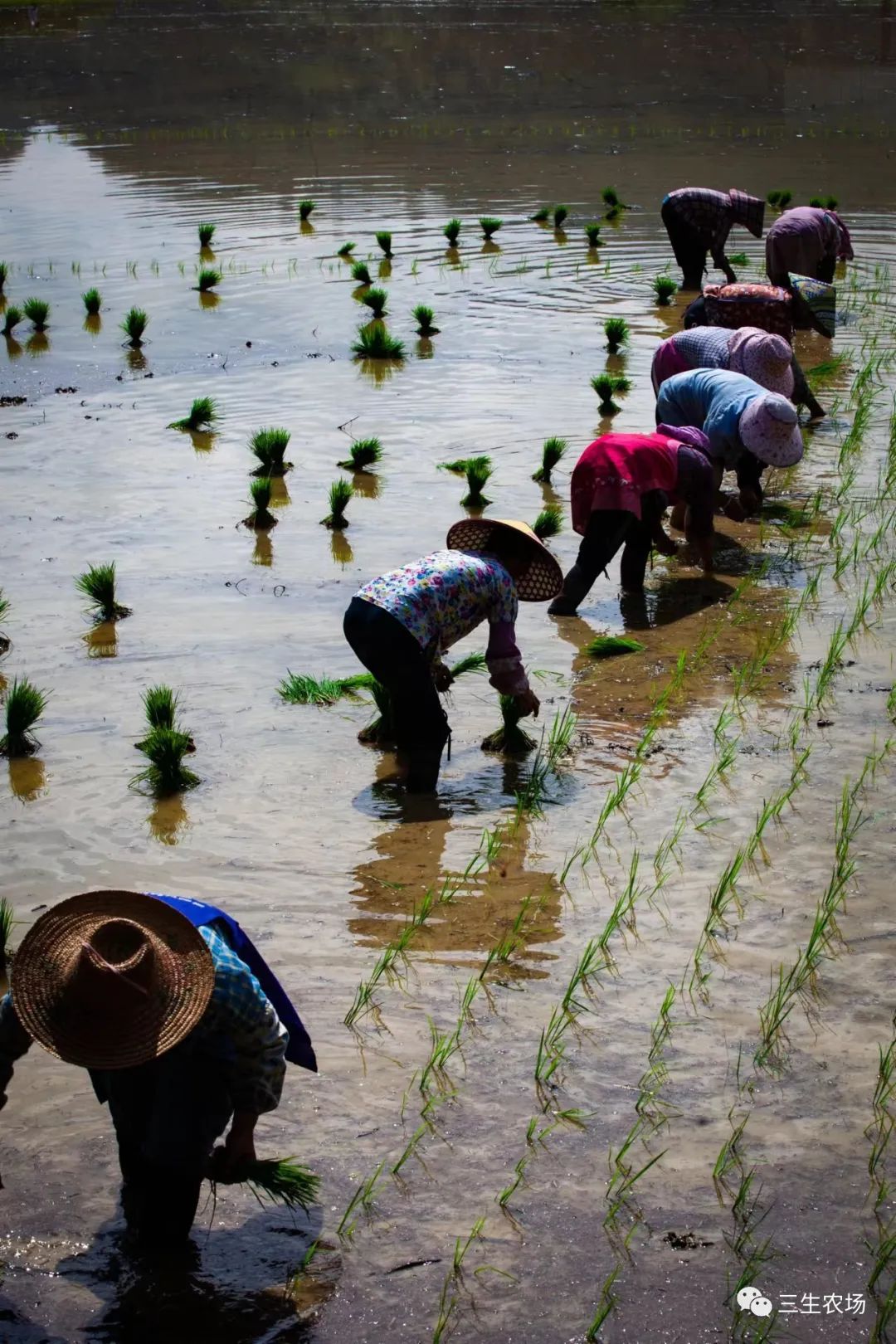 富硒大米产自哪里（富硒大米中含有的主要营养素是）-硒宝网