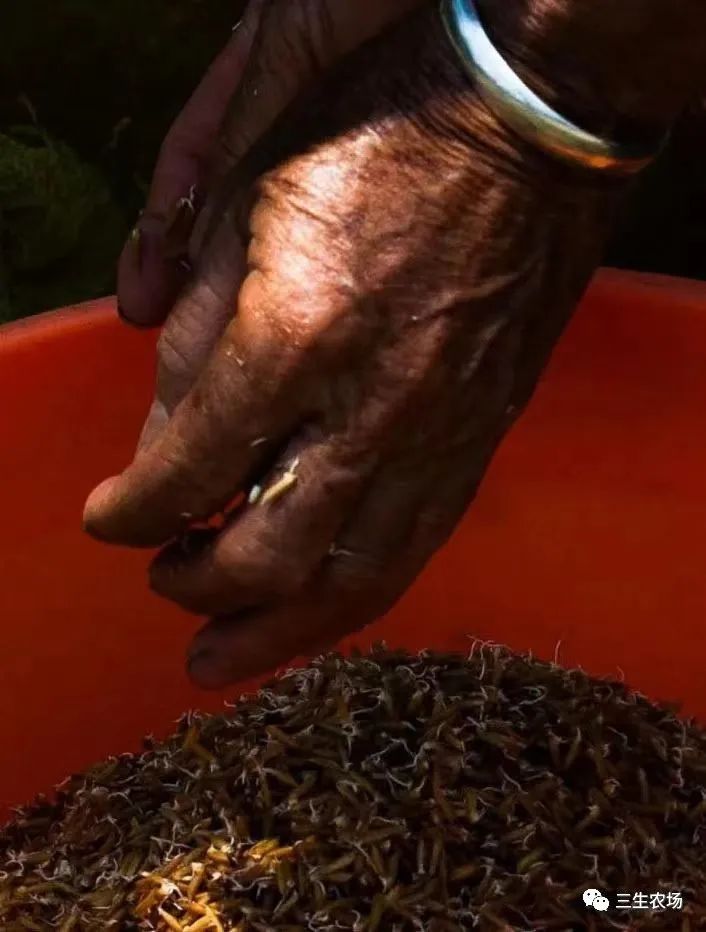 富硒大米产自哪里（富硒大米中含有的主要营养素是）-硒宝网