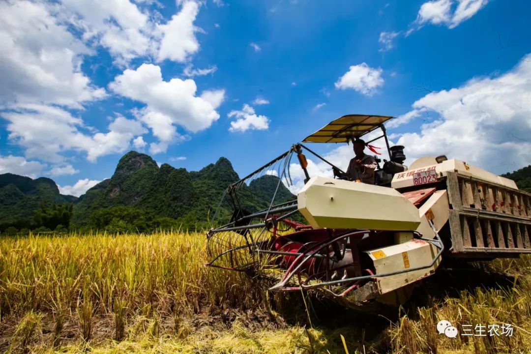 富硒大米产自哪里（富硒大米中含有的主要营养素是）-硒宝网