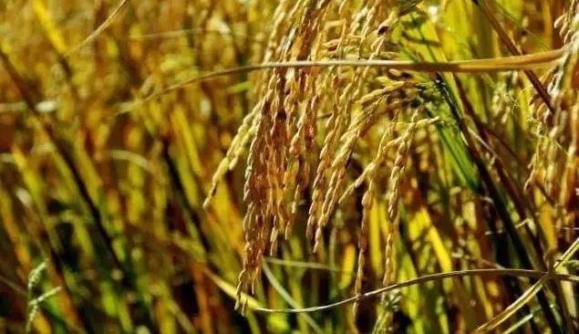 富硒大米产自哪里(富硒大米含量最高的有多少)-硒宝网