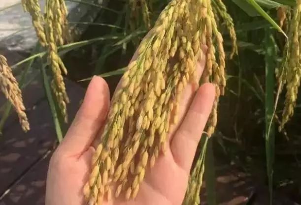 富硒大米产自哪里(富硒大米含量最高的有多少)-硒宝网