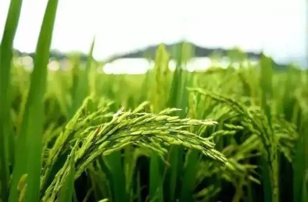 富硒大米产自哪里(富硒大米含量最高的有多少)-硒宝网