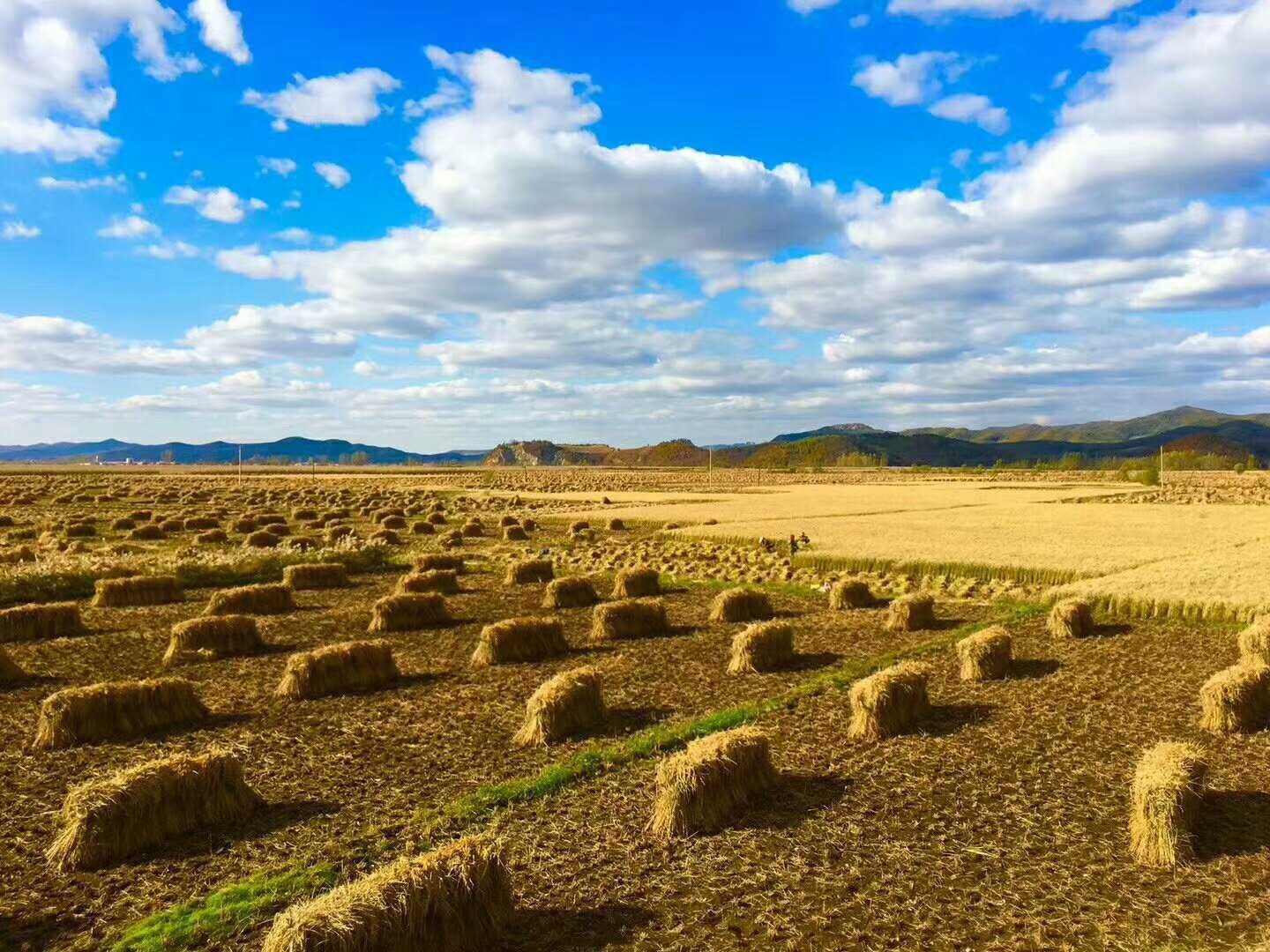 富硒大米哪里有售(富硒大米含硒吗)-硒宝网