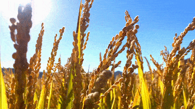 富硒大米是打硒吗（据报道富硒大米有多种保健功能）-硒宝网