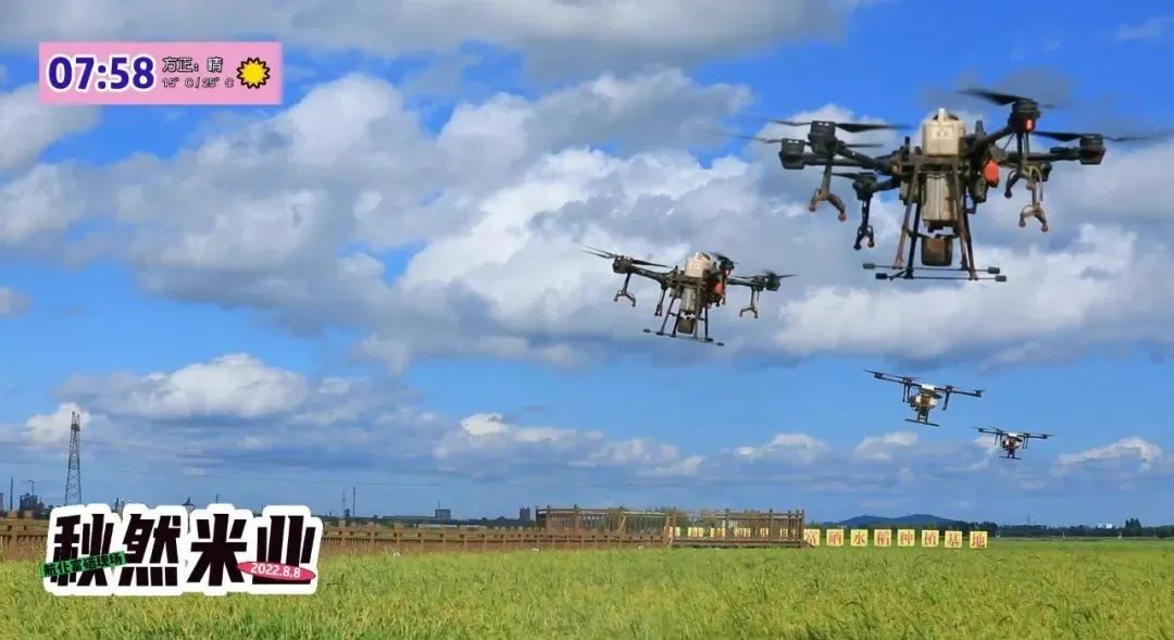 富硒大米是打硒吗（据报道富硒大米有多种保健功能）-硒宝网