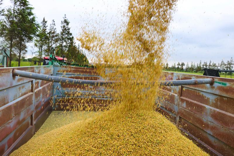 富硒大米种植问题（大米种植富硒问题研究）-硒宝网