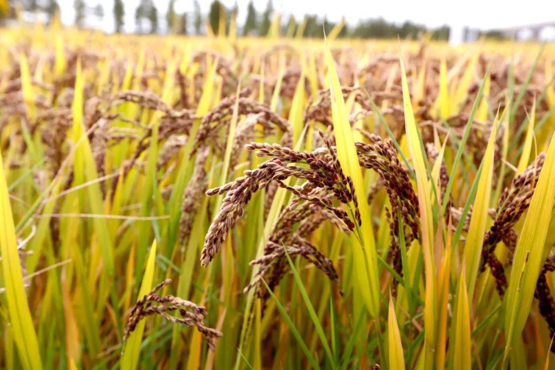 富硒大米种植问题（大米种植富硒问题研究）-硒宝网