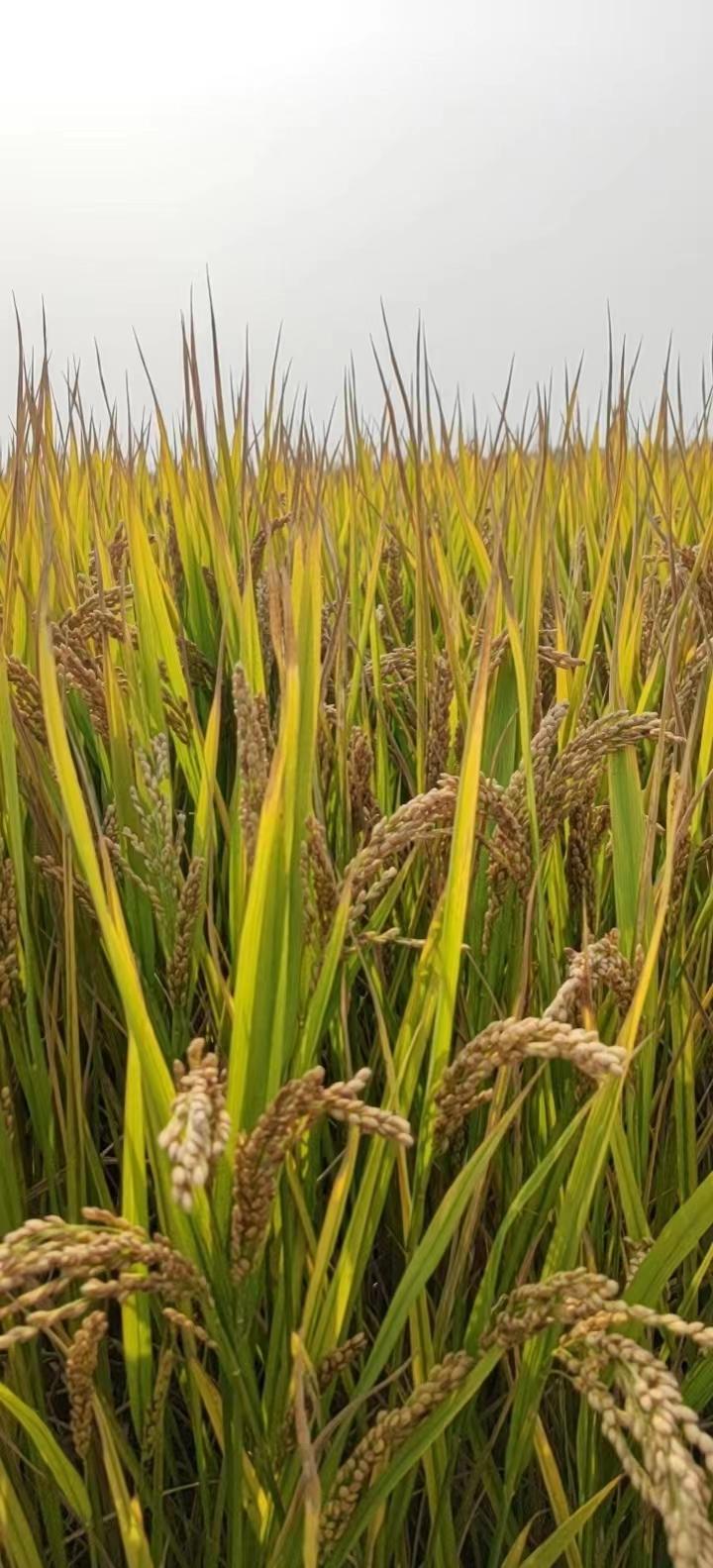 江苏福寿富硒大米（南京富硒大米）-硒宝网