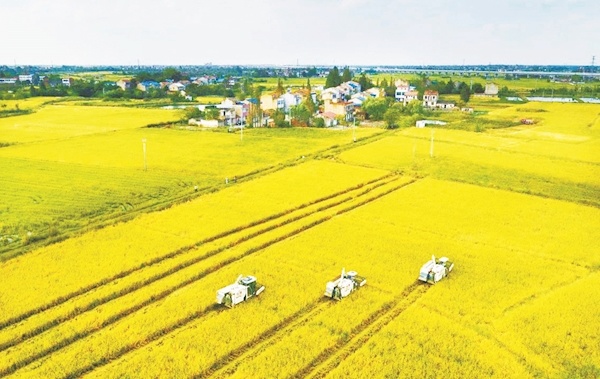 试种富硒大米视频(富硒米种植)-硒宝网