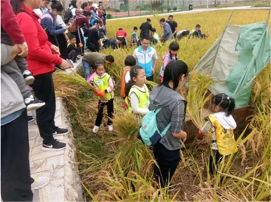 富硒之乡开阳大米（富硒大米基地）-硒宝网