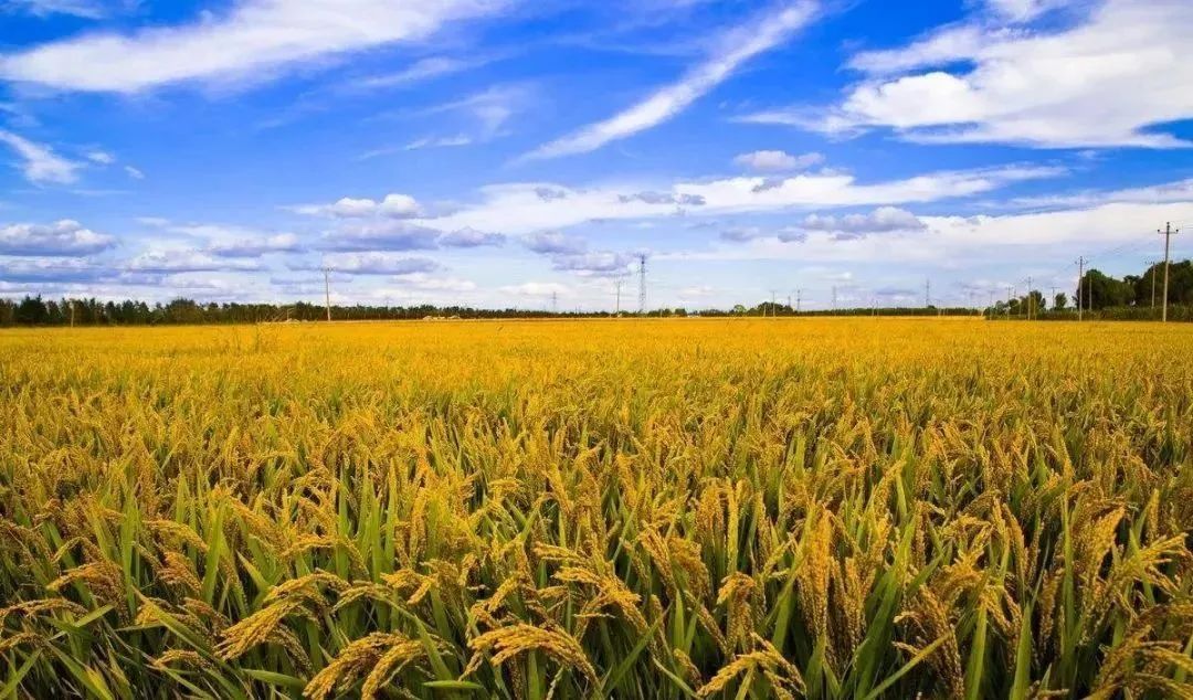 睢宁富硒大米产地(徐州富硒大米)-硒宝网