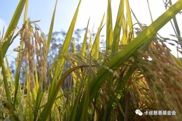 富硒大米生态健康(原生态富硒大米)-硒宝网