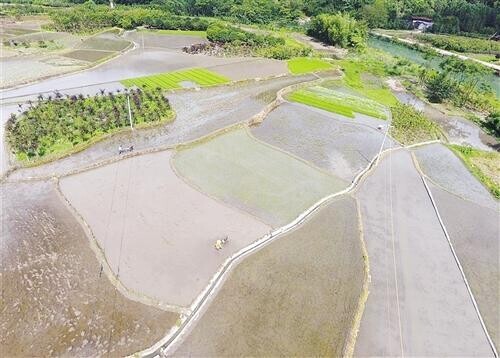 富硒大米怎么发黄（富硒大米发黑）-硒宝网