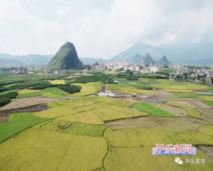 富硒大米生态健康（大米生态健康富硒含量）-硒宝网